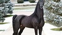 Black Morgan Stallion