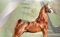 Chestnut Saddlebred Stallion Saddlebred for New Paris, IN