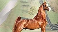 Chestnut Saddlebred Stallion
