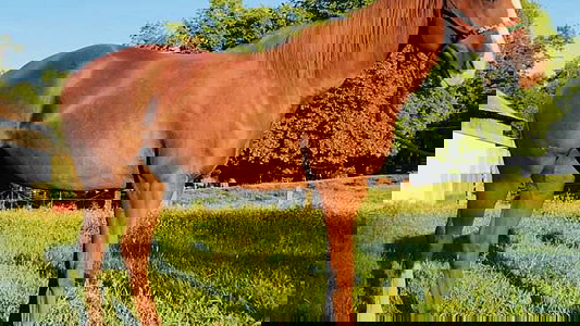 Red Roan Quarter Horse Mare