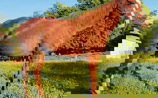 Red Roan Quarter Horse Mare Quarter for Elizabethtown, KY