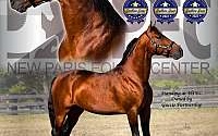 Bay Standardbred Stallion Standardbred for New Paris, IN
