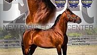 Bay Standardbred Stallion