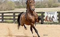 Bay Dutch Warmblood Stallion Swedish Warmblood for New Paris, IN