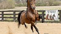 Bay Dutch Warmblood Stallion