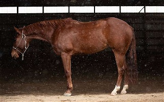 4 Year Old Ranch Versatility Horse Paint Gelding Paints for Brazil, IN