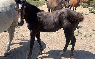 Future Fortunes Paid, Speed Grey Quarter Horse Filly Quarter for Maynard, AR