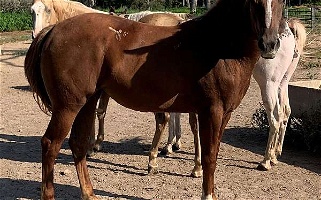 Sorrel Pinto Filly With Lots of Potential Paints for Maynard, AR