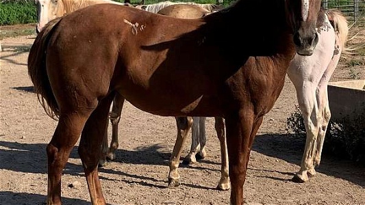 Sorrel Pinto Filly With Lots of Potential