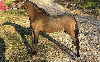 AMHR Sired by 2x Congress Grand Bay Miniature Filly Miniatures for Harrison, AR