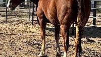 The Sweetest Sorrel Quarter Horse Mare Safe, Fun and Gentle