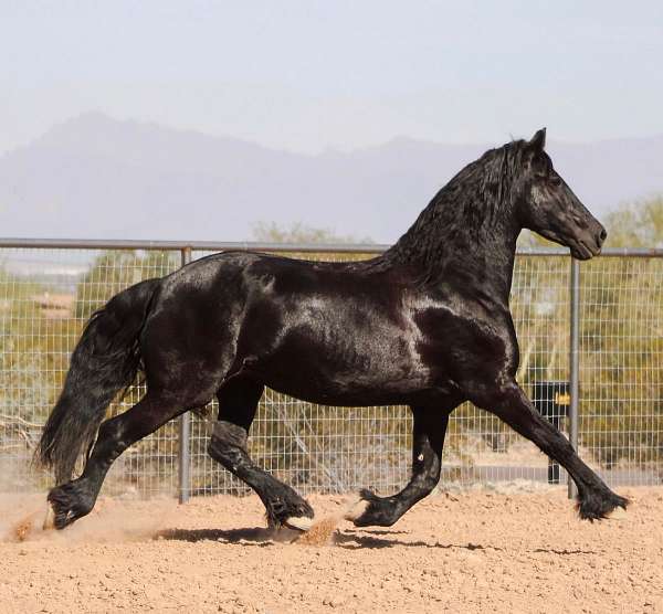 Gorgeous Imported 2012 KFPS Black Friesian Mare Friesians for Queen Creek, AZ