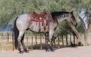 2014 Blue Roan Quarter Horse Gelding Quarter for Kanab, UT