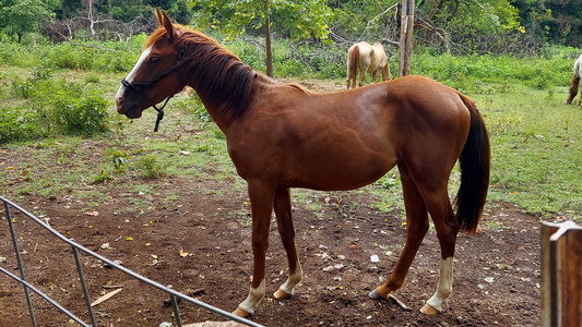 2 YO Sorrel Filly