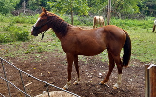 2 YO Sorrel Filly Quarter for Joplin, MO