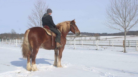 Stunning Red Dun Draft Horse