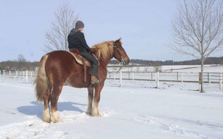 Stunning Red Dun Draft Horse Draft for Millersburg, OH