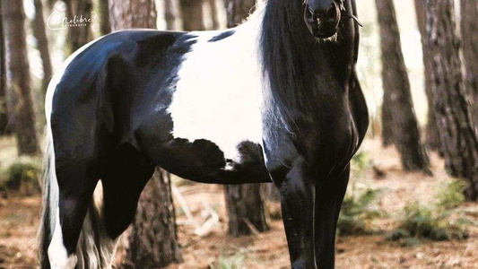 Versatile Barock Pinto Horse