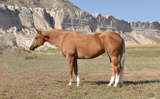 Golden Grace: The Palomino Queen Quarter for Bayard, NE