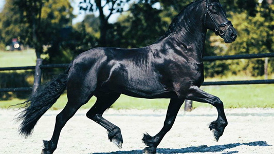 Black Beauty: Friesian Gelding