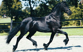 Black Beauty: Friesian Gelding Friesians for Tiburon, CA