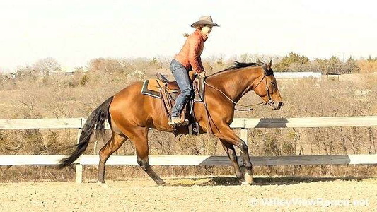 Sturdy Bay Quarter Horse Gelding