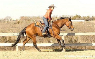 Sturdy Bay Quarter Horse Gelding Quarter for Dallas, TX