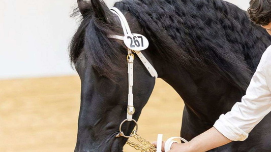 Elite Black Friesian Stallion