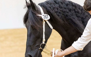 Elite Black Friesian Stallion Friesians for Rutherfordton, NC