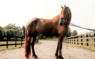 Athena: The Sport Horse Star Friesians for Michigan City, IN