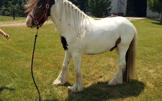 Vanner Majesty Gypsy Vanner for Howe, IN