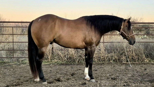 The Majestic Buckskin Gelding