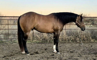 The Majestic Buckskin Gelding Quarter for Yates Center, KS