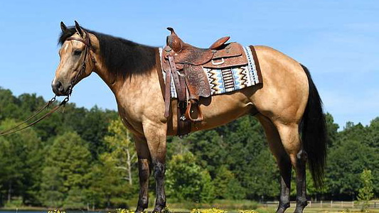 Saddle-Bred Buckskin