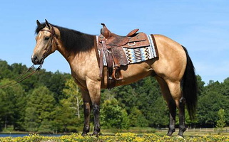 Saddle-Bred Buckskin Quarter for San Antonio, TX