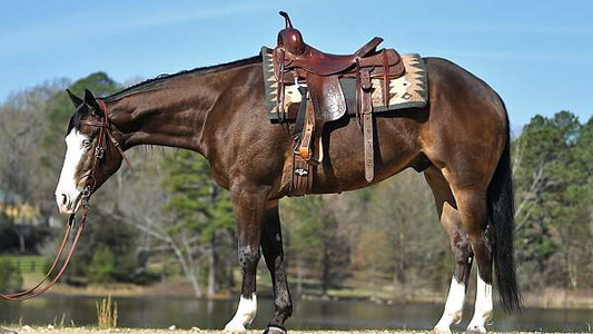 Versatile Buckskin Quarter Horse Gelding