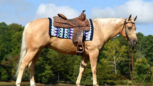 Palomino Gelding