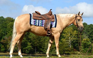 Palomino Gelding Quarter for Upperville, VA