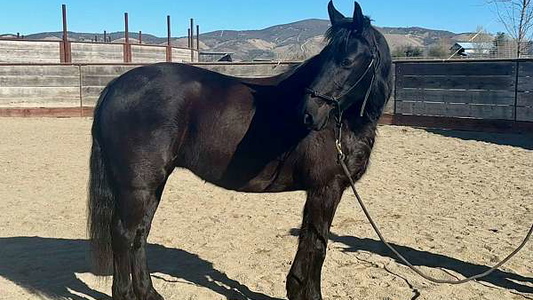 Friesian Mare of Excellence