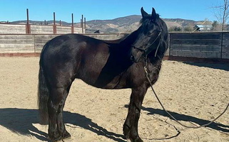 Friesian Mare of Excellence Friesians for Lockwood, CA