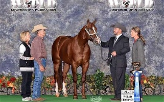 Chestnut Appaloosa Stallion Appaloosas for Sweetwater, TX