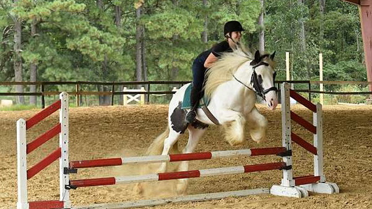 The Piebald Gypsy Beauty