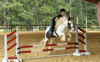 The Piebald Gypsy Beauty Gypsy Vanner for Los Angeles, CA