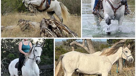 Silver Echo: The Azteca Gelding