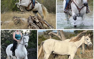 Silver Echo: The Azteca Gelding Azteca for Canyon, TX