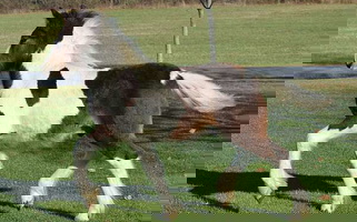 Tobiano Gypsy Vanner Colt Gypsy Vanner for Beaver Springs, PA