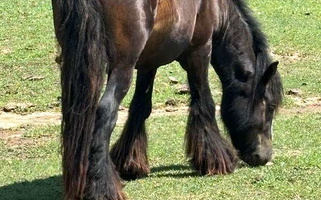 Black Diamond Gypsy Vanner for Eagle Point, OR