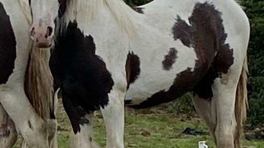 Shadow’s Charm: Black Gypsy Vanner