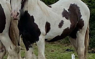 Shadow’s Charm: Black Gypsy Vanner Gypsy Vanner for Eagle Point, OR