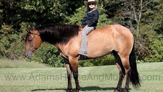 Golden Horizon: The Quarter Horse Gelding